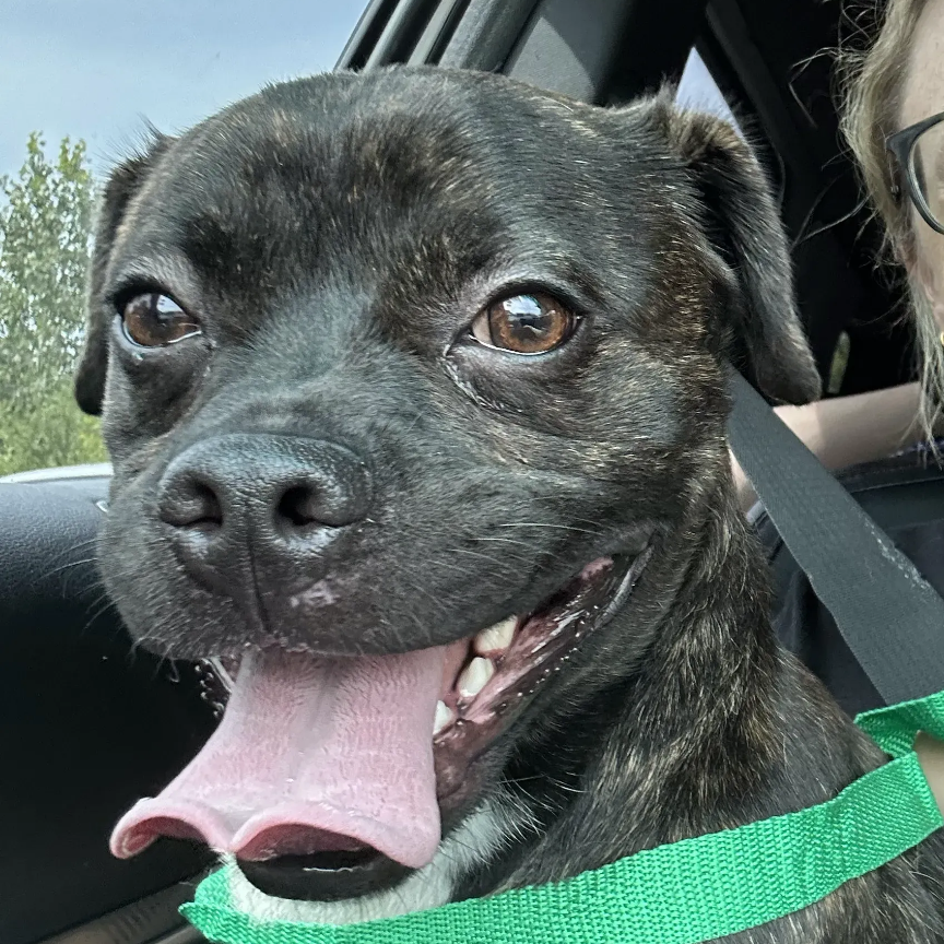 Rufus