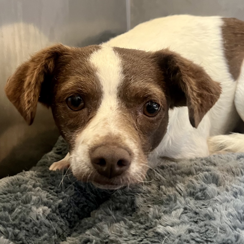 BEAN - Mixed Breed (Small) available for adoption