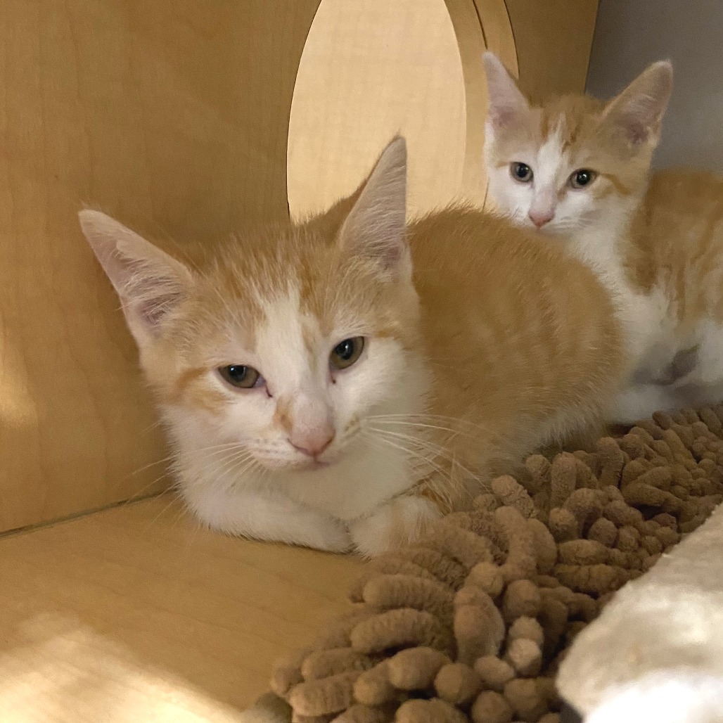 DWIGHT - Domestic Shorthair available for adoption