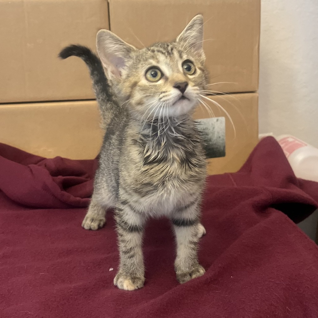 CARDI B - Domestic Shorthair available for adoption