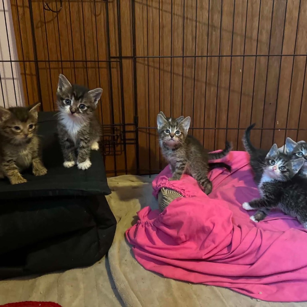 MATCHA - Domestic Shorthair available for adoption