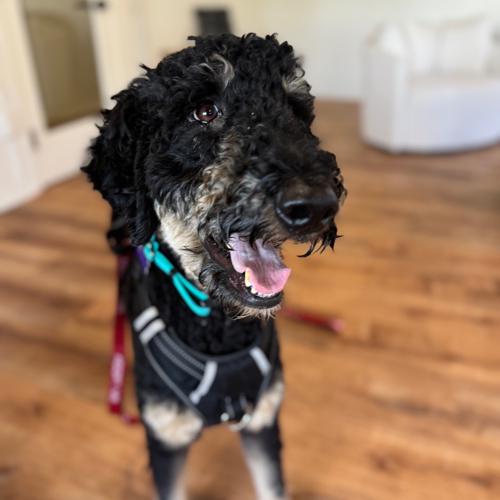 Cooper, photo 2