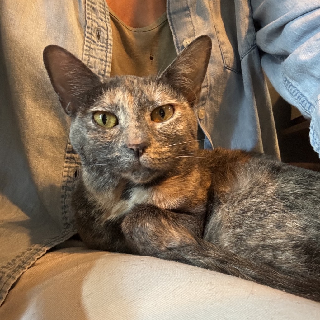 Opal — thumbnail 2