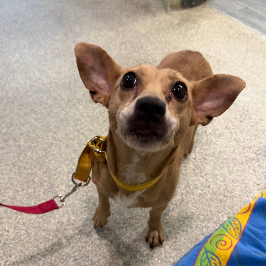 GIDGET - Mixed Breed (Small) available for adoption