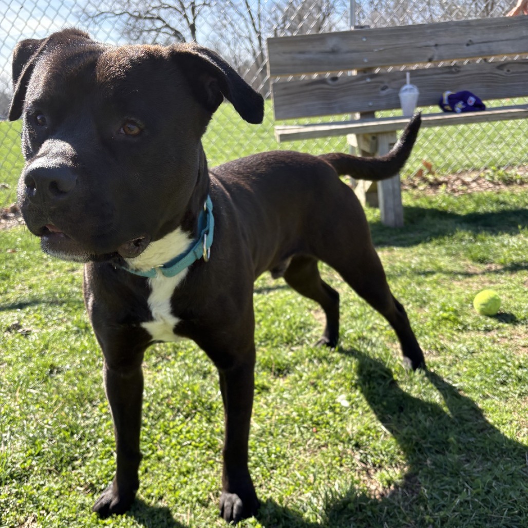 Boogie — thumbnail 3