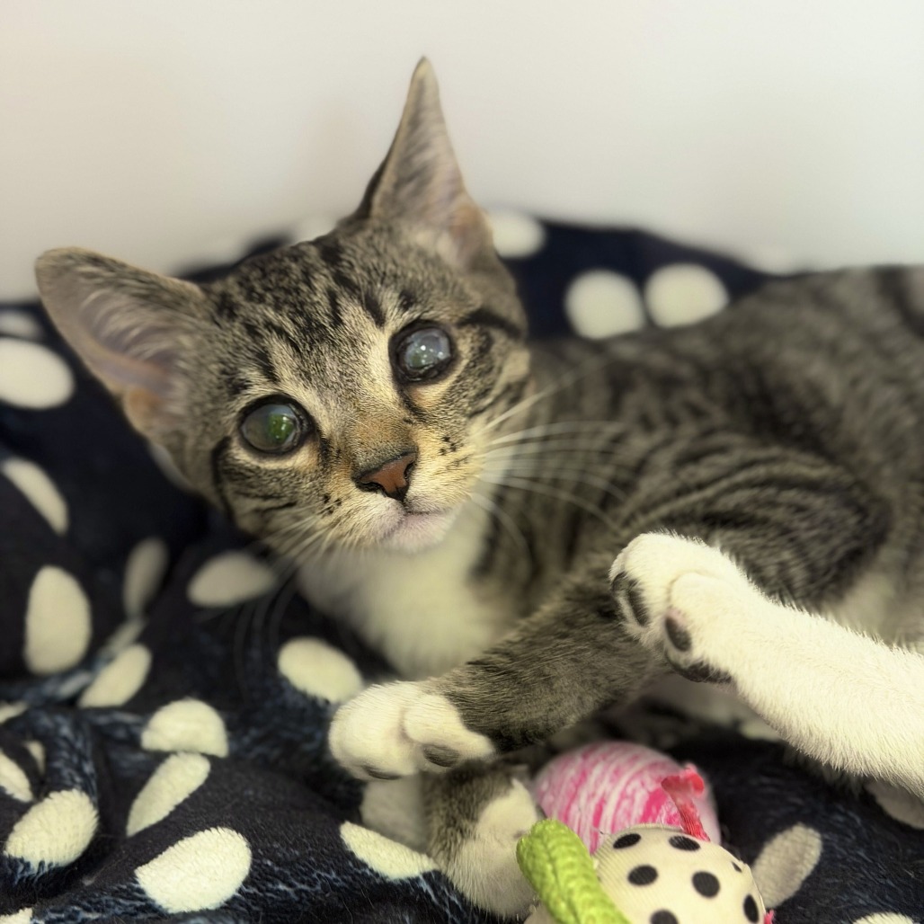 CECILIA "CECE" - Domestic Shorthair available for adoption
