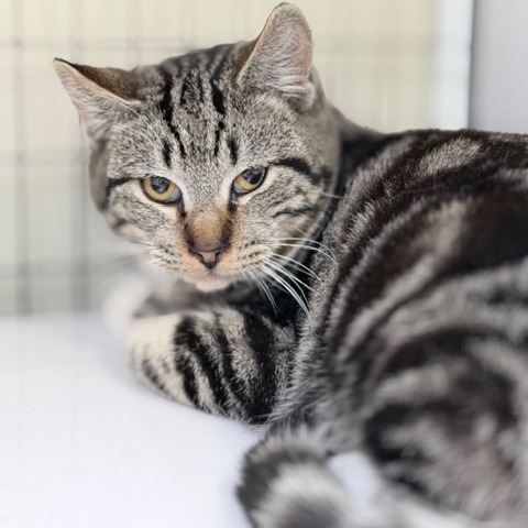 A#68b Ravioli's preview photo