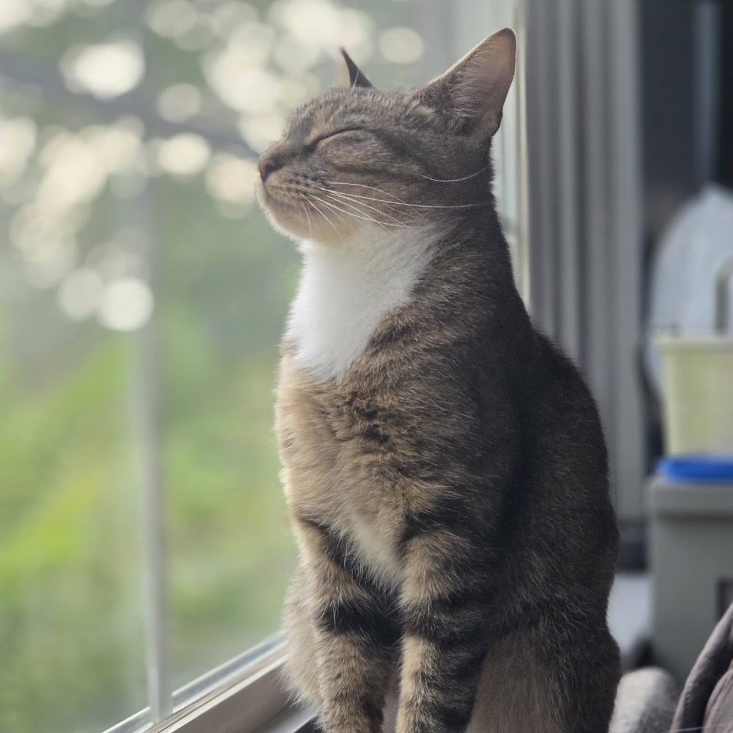 Sprinkles, photo 15