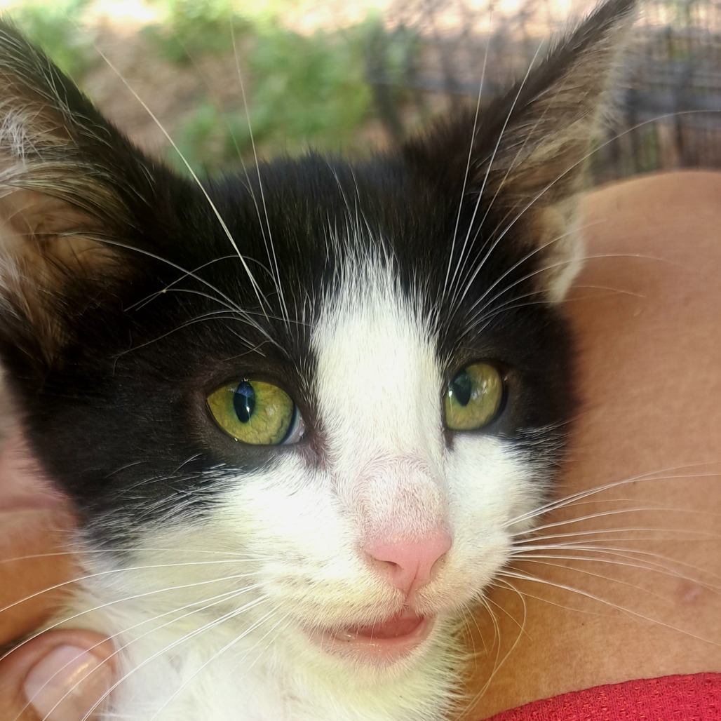 FIGARO - Domestic Medium Hair available for adoption