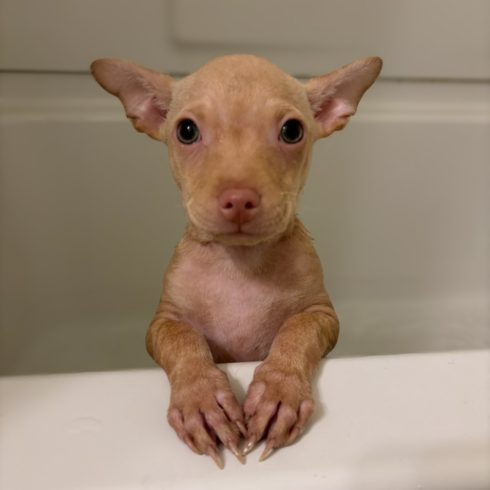 Hoka — thumbnail 2