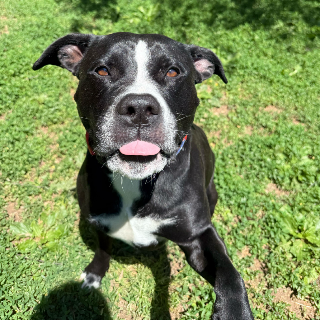 Luna, photo 28