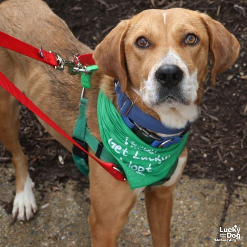 ZENA - Retriever / Mix available for adoption