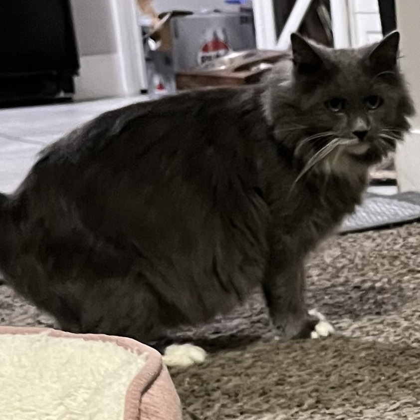 GRIZZY - Domestic Longhair available for adoption