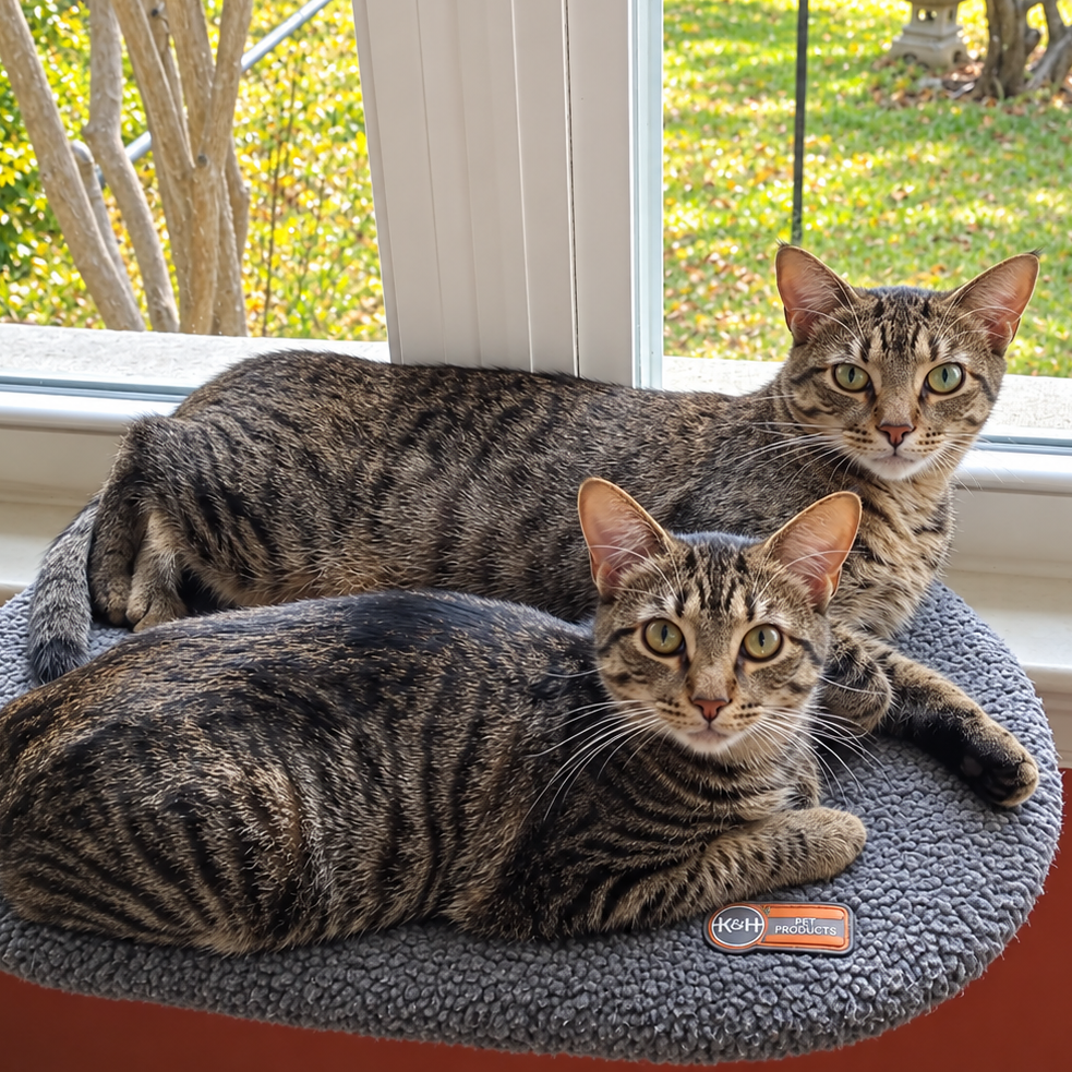 STRAWBERRY & BLUEBERRY - Domestic Shorthair available for adoption