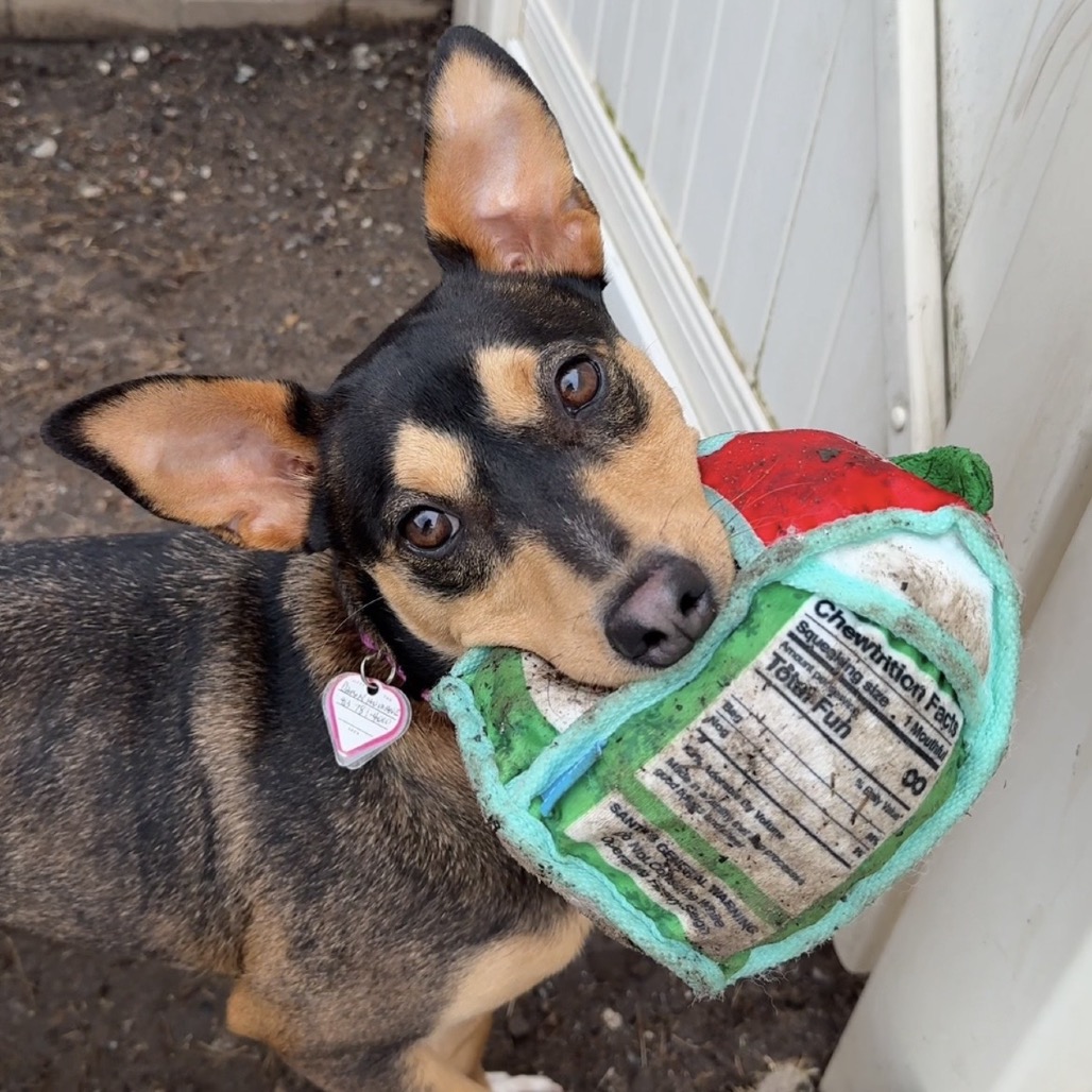 Magdalena-In Foster- $99 - See my Video! — thumbnail 10