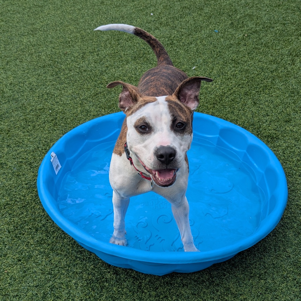 Photo of Bombyx Mori 7