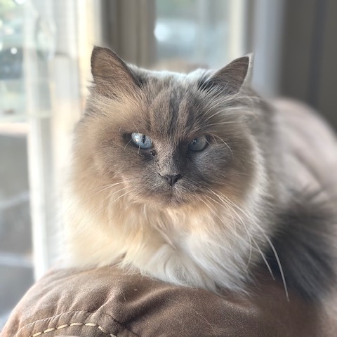 Violet