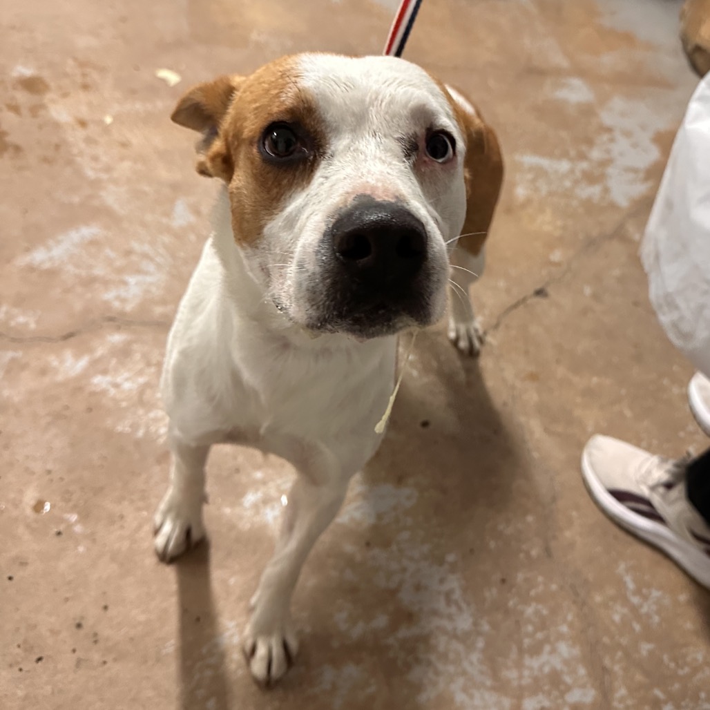 POKI - Shepherd / Mix available for adoption