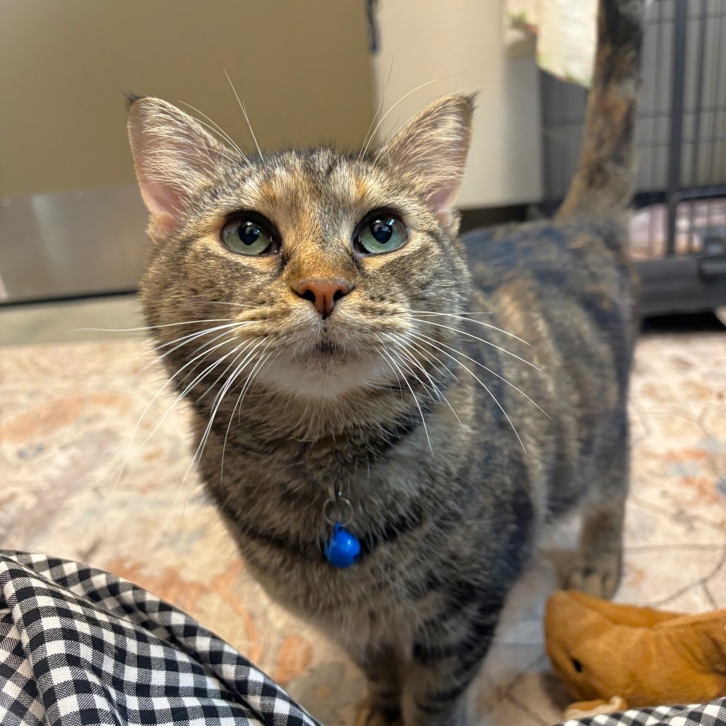 MUNCHIE - Domestic Shorthair available for adoption