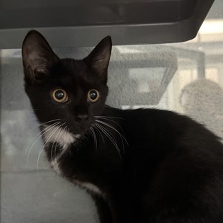 ERASER [PURPLE] - Domestic Shorthair available for adoption