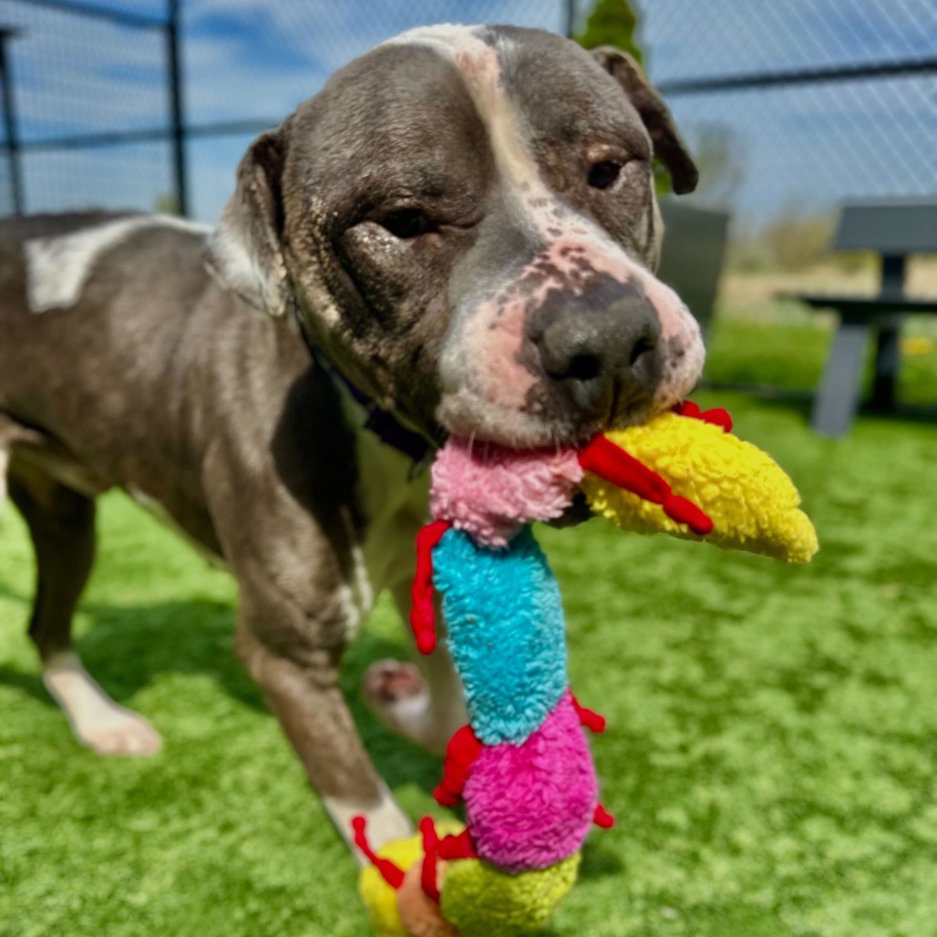 Pit Bull