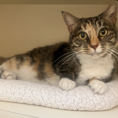 NUTMEG - Domestic Shorthair for adoption in Dayton