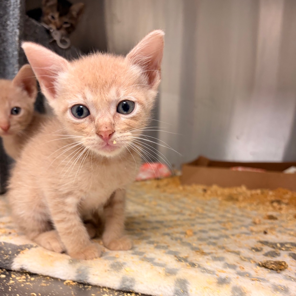 Hunter Jackson, available for adoption at PVAS