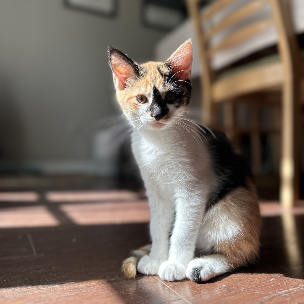 Morgana