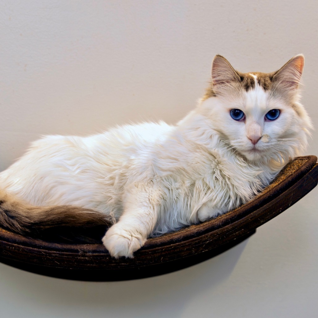 SNOW - Domestic Medium Hair available for adoption