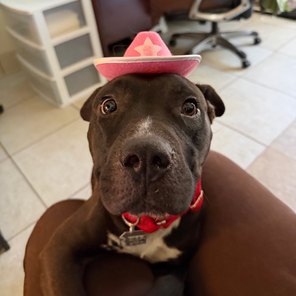 Cookie — thumbnail 2