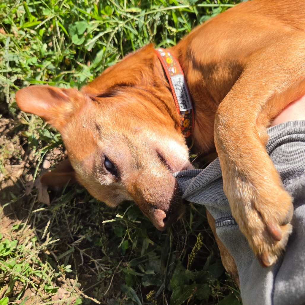 Frito, photo 20