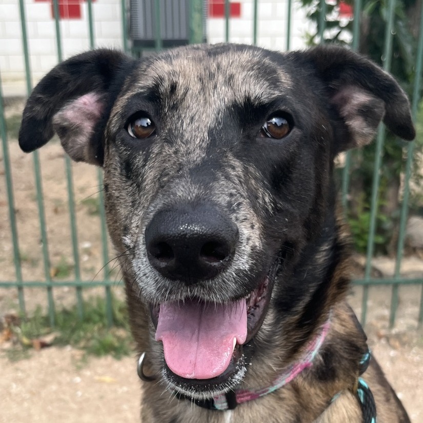 GIGI - Catahoula Leopard Dog / Mix available for adoption