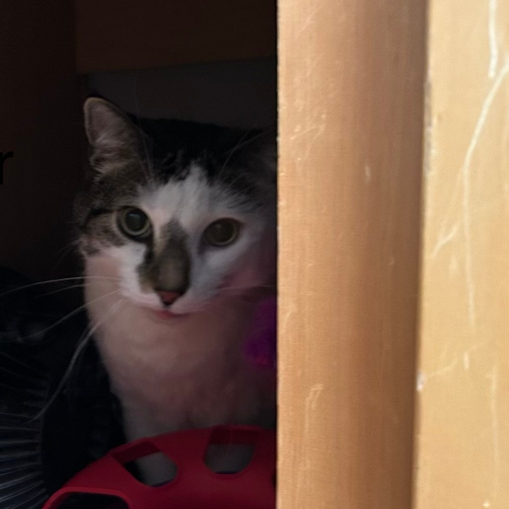 Oliver--In Foster, photo 3