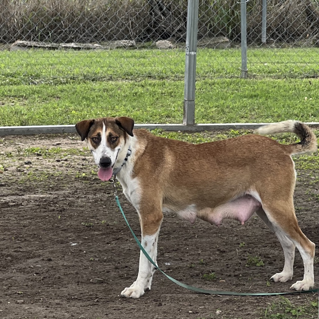 TWEETY - Shepherd / Mixed Breed (Large) available for adoption