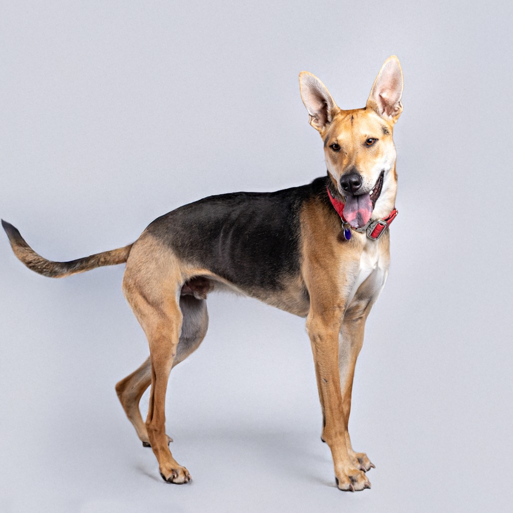 Stuart is available for adoption at Animal Friends Rescue Project
