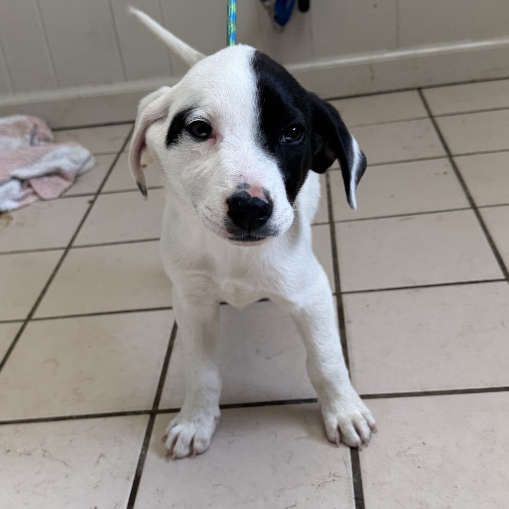 Tusc Stray 83682 2 3