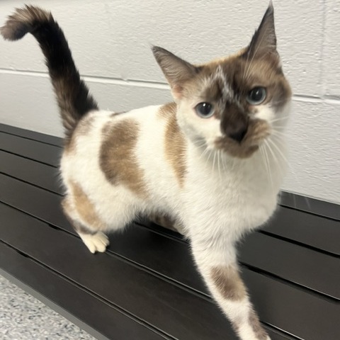 CHOCOLATE MILK - Domestic Shorthair / Siamese available for adoption