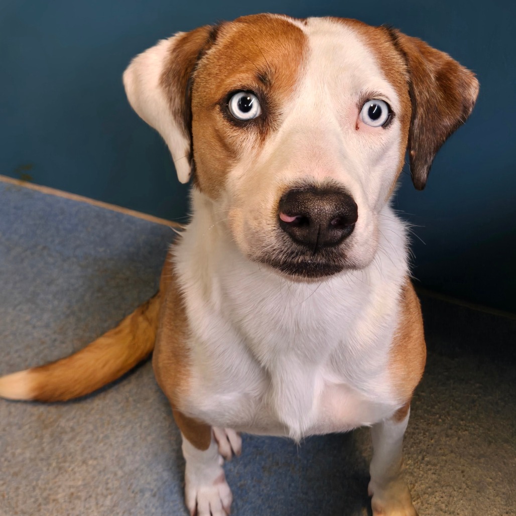 LENA - Terrier / American Staffordshire available for adoption
