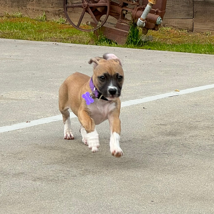 Rayven — thumbnail 4