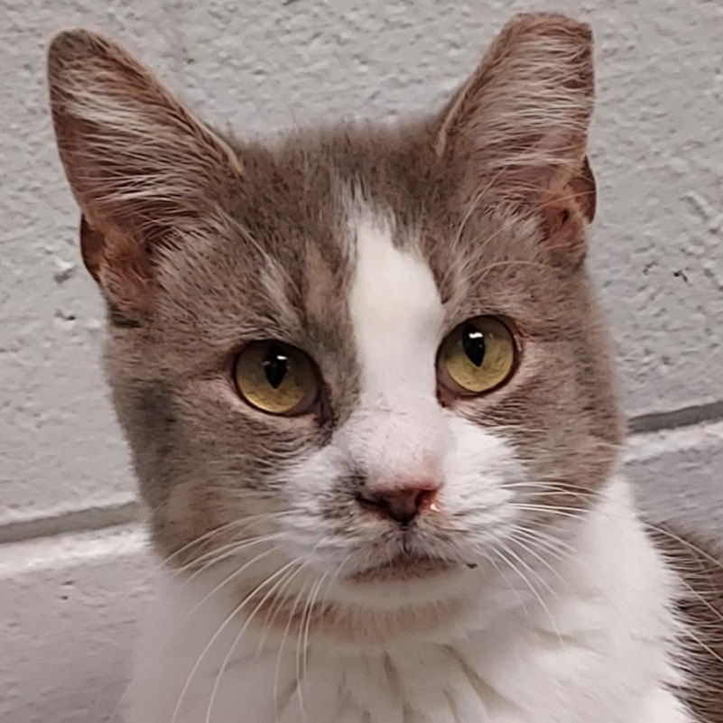 JALAPENO - Domestic Shorthair for adoption in Dayton