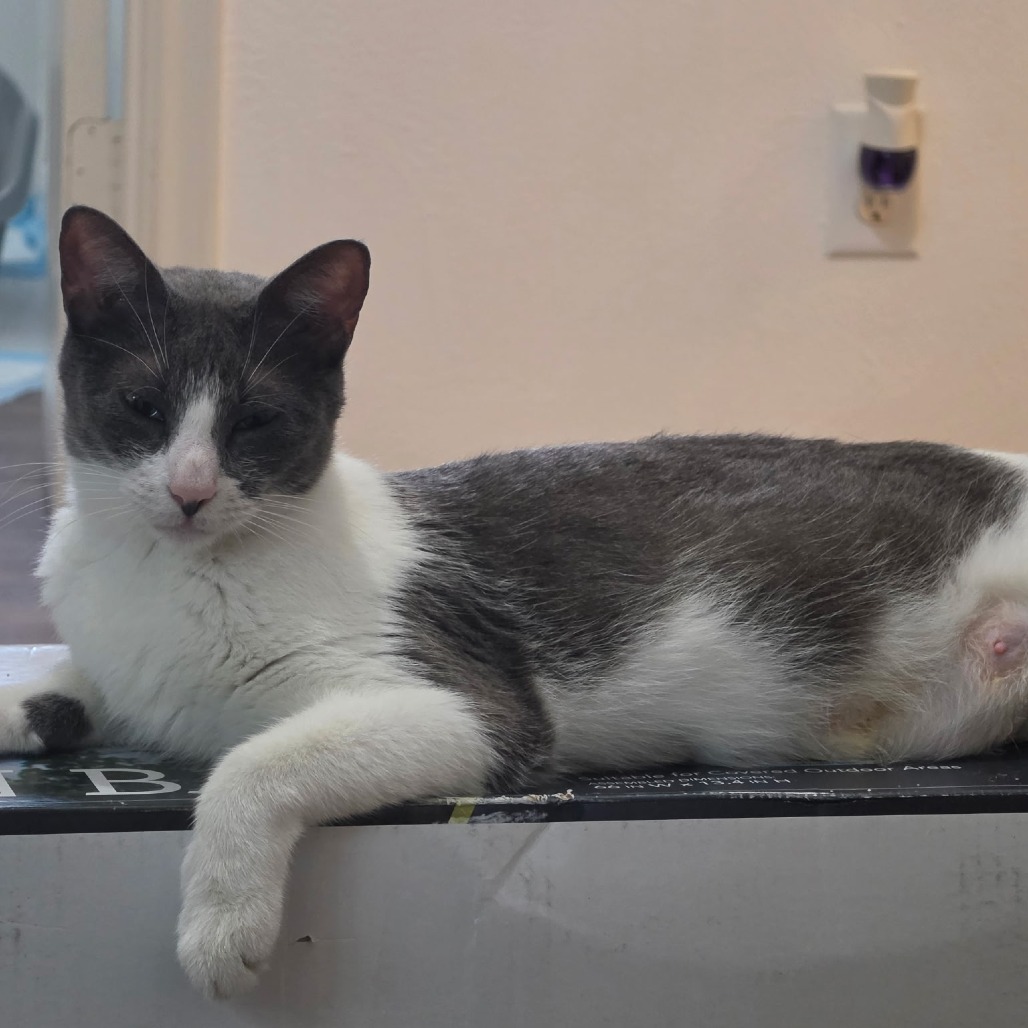 AVA - Domestic Shorthair available for adoption