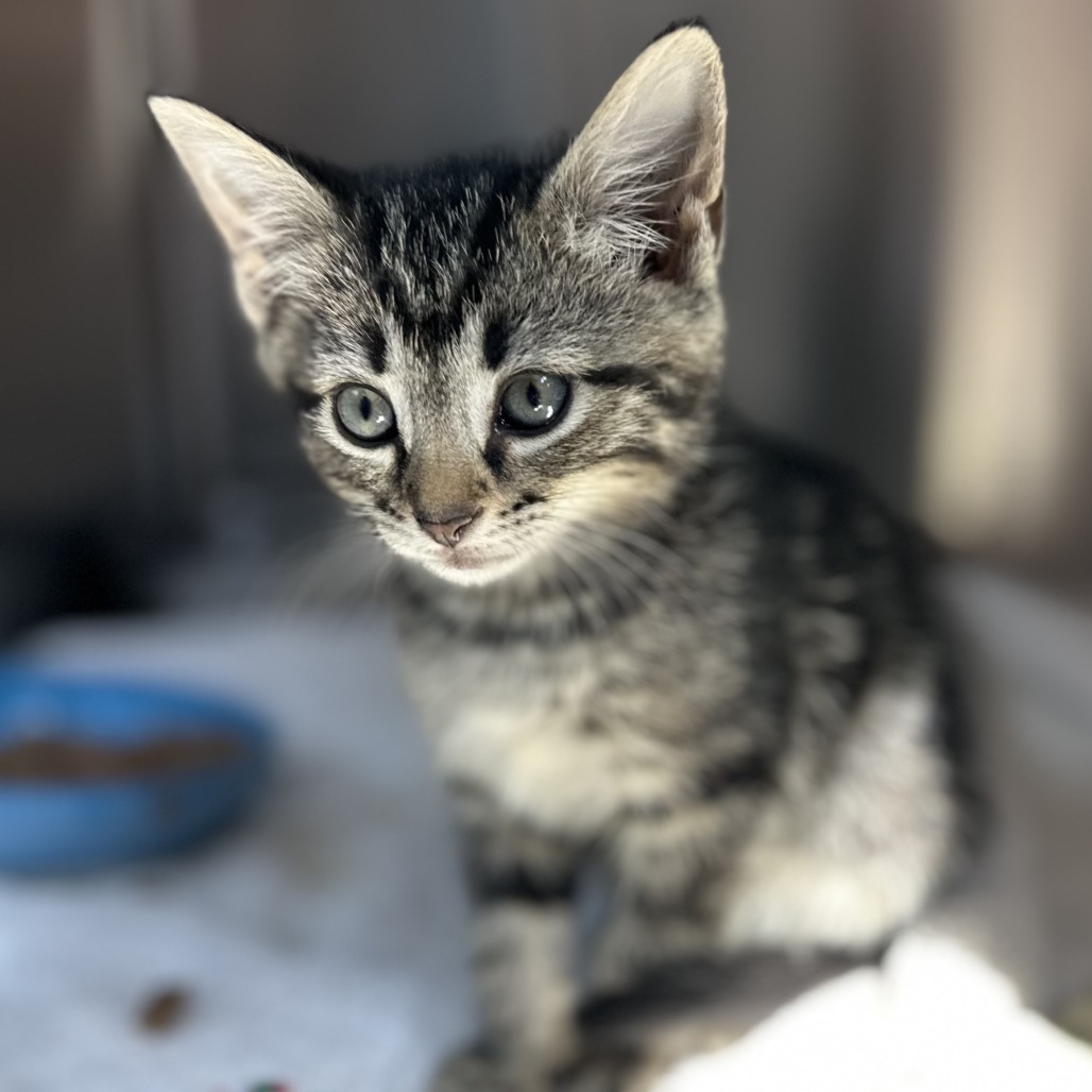 PHOEBE BRIDGERS - Domestic Shorthair available for adoption