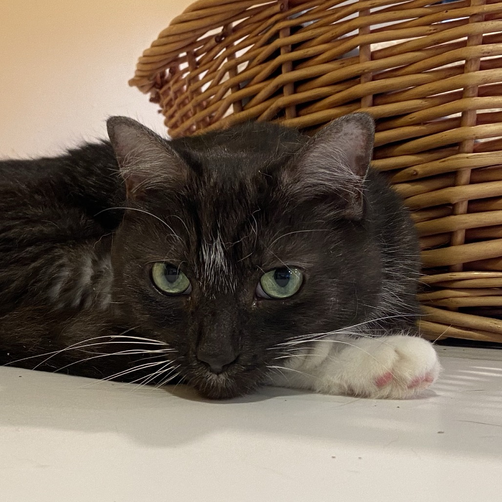 LUNA - Domestic Shorthair available for adoption