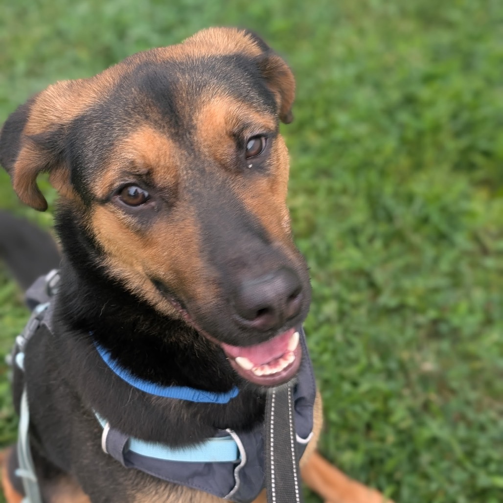 Callie (Formerly Caledonia), photo 4