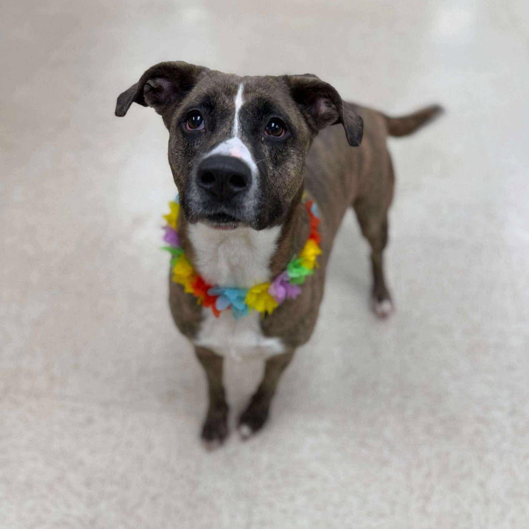 Mash — thumbnail 2