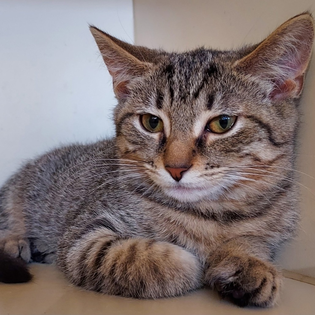 GOBI - Domestic Shorthair available for adoption