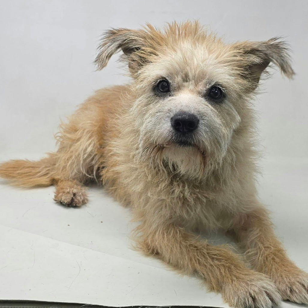 FOSTER NEEDED - Rye