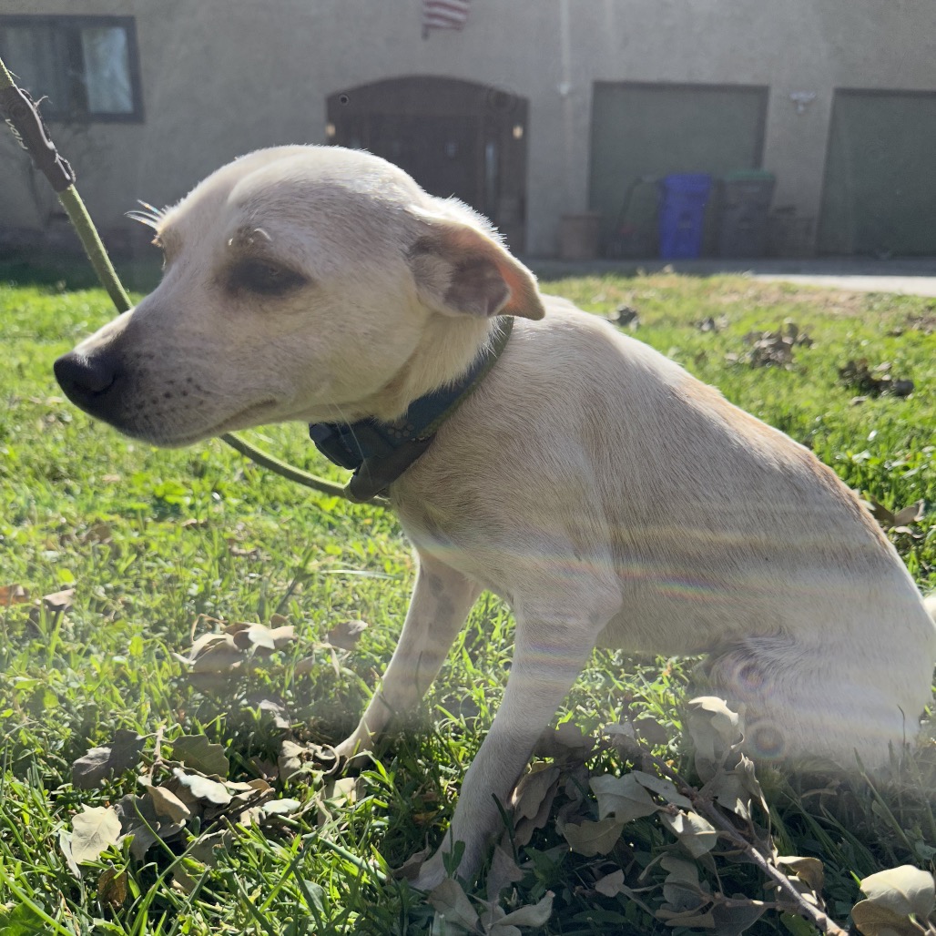 Carnelian — thumbnail 2