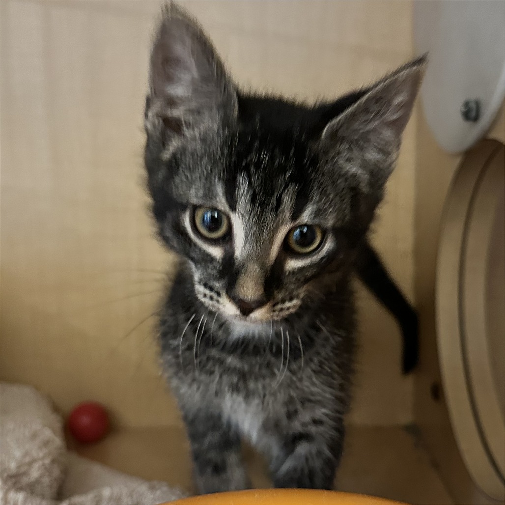 IRWIN - Domestic Shorthair available for adoption