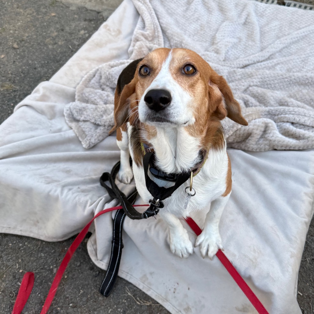 Ginger, photo 16